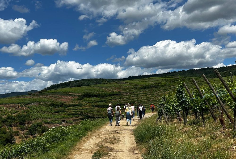 Chemin pavé au milieu des parcelles
