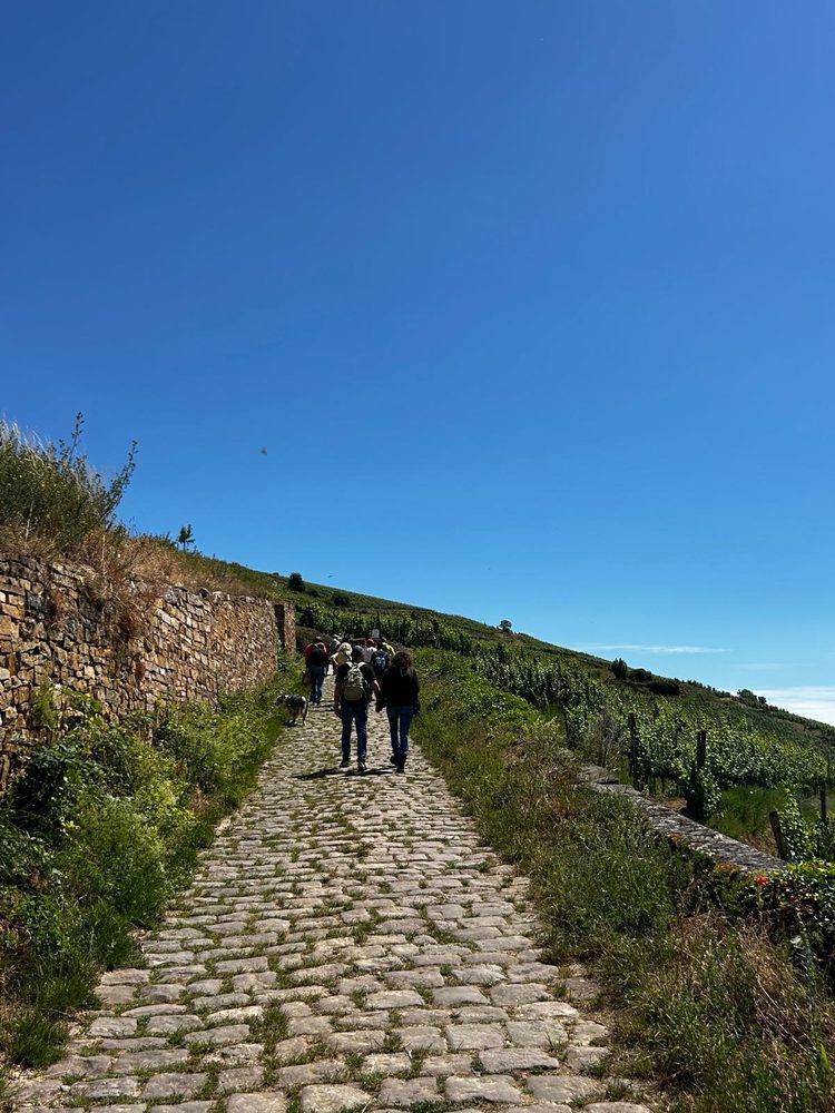 Point de vue sur le village et le vignoble