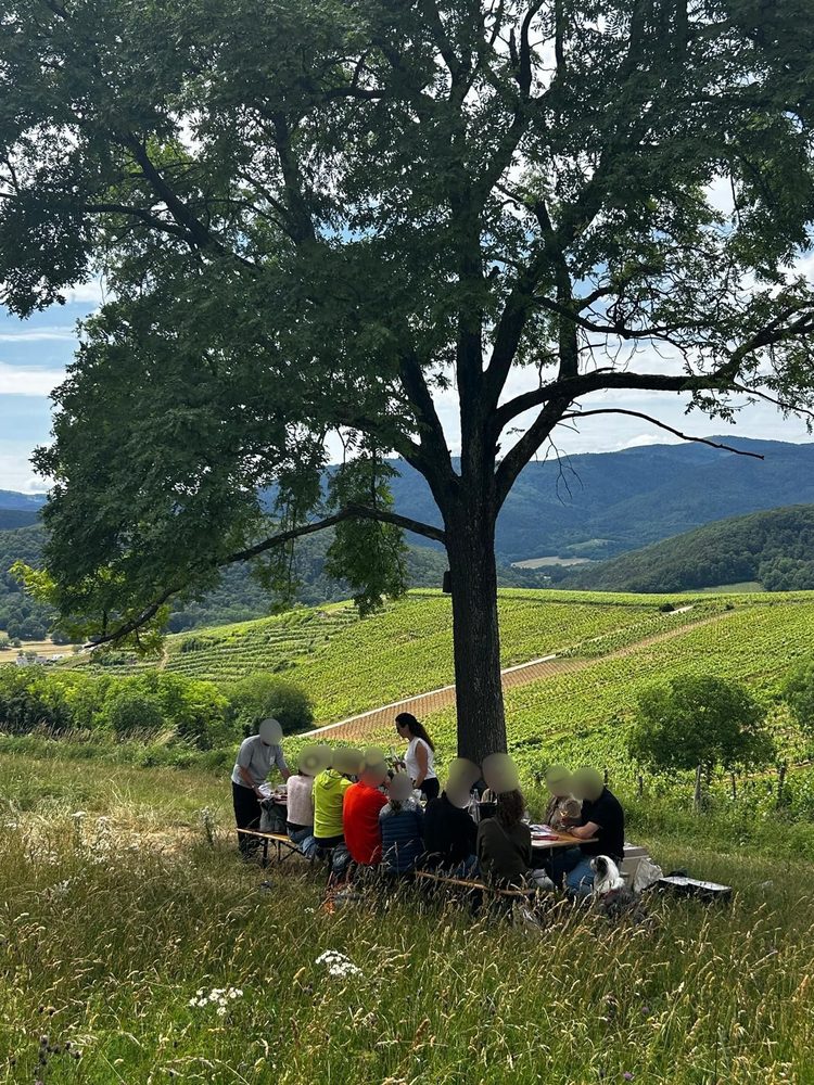Repas partagé sous l’arbre, face au vignoble